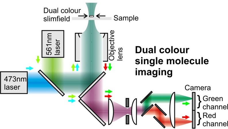 Dual Colour Single Molecular imaging